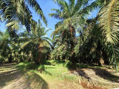 Tanah Sawit Peserai Geran Individual 