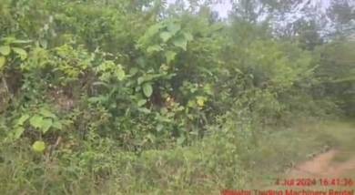 Agriculture Land Kg Lentang,Lipis 6.79 Ekar Freehold