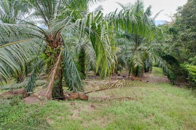 Agricultural-Land-for-sale-Rembau-Negeri-Sembilan-2