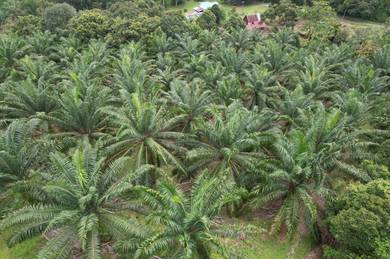 Agricultural-Land-for-sale-Rembau-Negeri-Sembilan-3