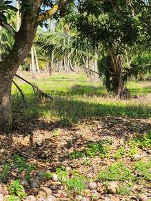 Agricultural-Land-for-sale-Pontian-Johor-1