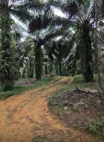 Kota Tinggi Oil Palm Land