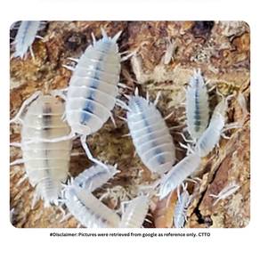 Porcellionides Pruinosus "White Out" Isopod