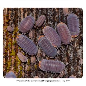 Cubaris Murina | Cleaning Crew Isopod