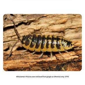 Porcellio Ornatus Isopod | cleaning crew