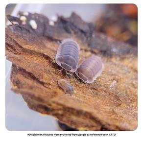 Cubaris sp. 'Hippo' Isopod | Cleaning Crew