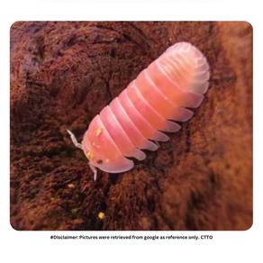 Cubaris sp. 'Cherry Blossom' |Isopod Cleaning Crew