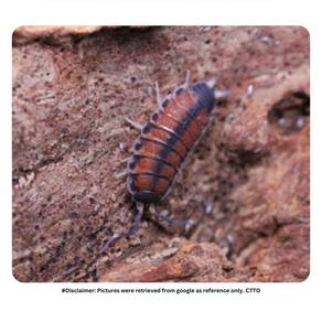 Agnara Madagascariensis (North Thailand) Isopod