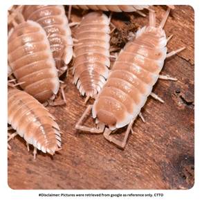 Porcellio Sevilla 'Caramel' |Isopod Cleaning Crew