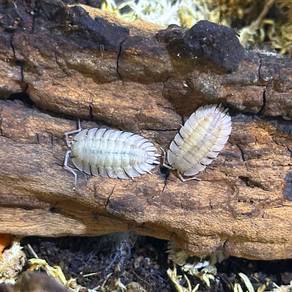 Porcellio Spatulatus | Isopod Cleaning Crew