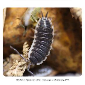 Porcellio Sevilla | Isopod Cleaning Crew