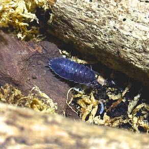 Porcellio Scaber | Isopod Cleaning Crew