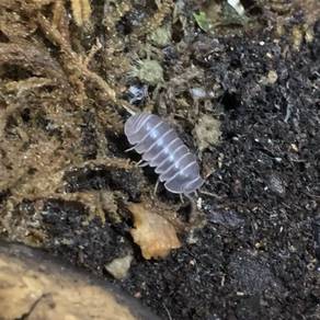 Armadillo Officinalis | The Hissing Isopod