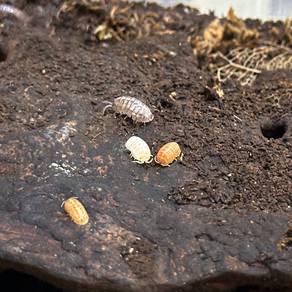 Armadillidium Vulgare 'St. Lucia' | Isopod
