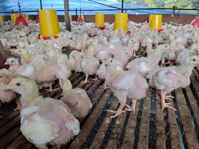 Reban Ayam Untuk Dilepaskan Bersama Lesen