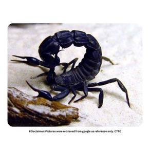 Moroccan Fat-Tailed Scorpion | A. Mauritanicus