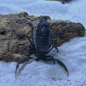 Black Fat-tailed Scorpion | Androctonus Bicolor