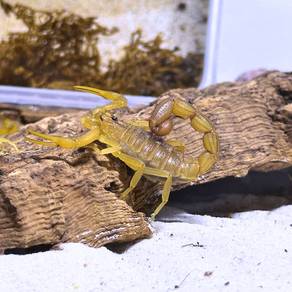 Indian Red Scorpion | Hottentotta Tamulus