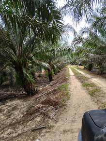 Oil Palm Plantation for Sale @ Tanjong Tualang