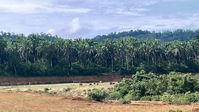 Residential-Land-for-sale-Kerteh-Terengganu