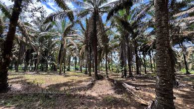 Kluang•Layang-Layang Agriculture Land
