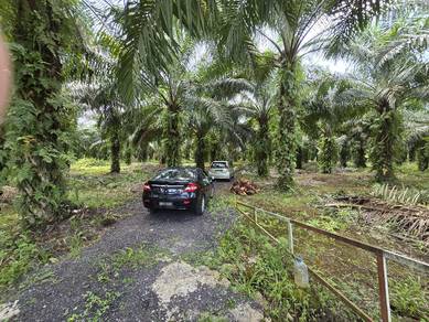 [3 Ekar] Tanah Pertanian Olak Lempit Banting Kelapa Sawit Tanah Rata