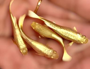 Golden Guppy