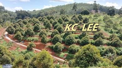 4.27 Acres Musang King & Black Thorn Durian Farm For Sale @ Perak