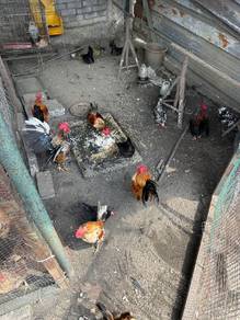 Ayam serama chicken 