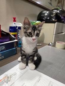 free adoption kittens dan mom 