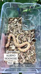 hognose albino ular corn snake