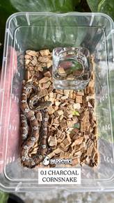 ular jagung corn snake