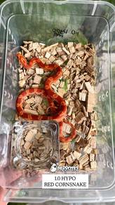 hypo red corn snake ular boleh delivery