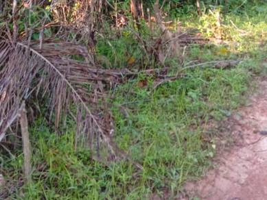 Tanah Pertanian 2.65 Ekar , Teloi Kanan , Kuala Ketil Baling , Kedah