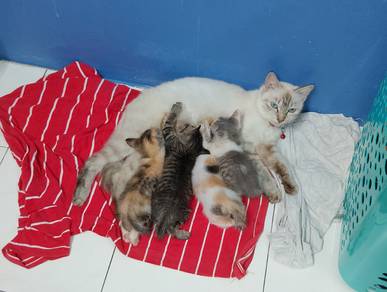 Maine Coon Mix + Siamese Mix kittens