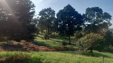 Agricultural-Land-for-sale-Kota-Tinggi-Johor