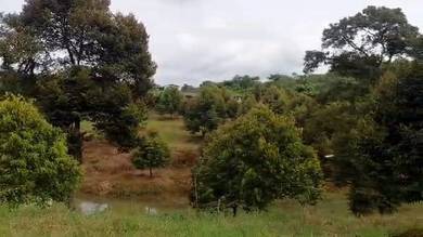 Agricultural-Land-for-sale-Kota-Tinggi-Johor-1