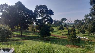 Agricultural-Land-for-sale-Kota-Tinggi-Johor-3