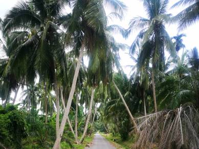 Agricultural-Land-for-sale-Sabak-Bernam-Selangor