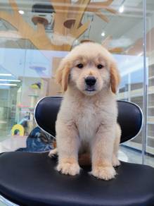 Golden Retriever Big bone 大骨黄金猎犬