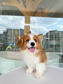 Corgi long coat Imported!进口长毛柯基
