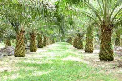 PELABURAN UNTUNG LADANG SAWIT 247.1 ekar Kuala Pilah, Negeri  Sembilan