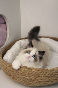 Ragdoll imported!进口甜美系布偶
