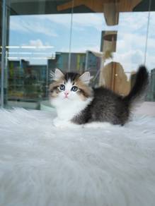 Minuet short leg cat Imported!进口米努特金加白