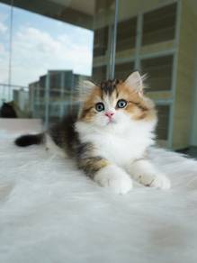 British longhair Imported!进口金加白