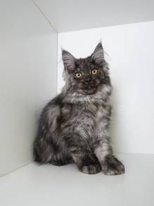 Maine Coon Imported!进口烟灰缅因