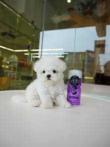 Tiny Bichon Imported!进口小体比熊