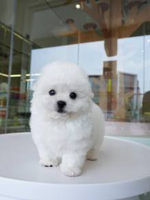 Tiny Bichon Imported!进口小体比熊