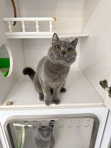 Spayed!British shorthair /BSH blue