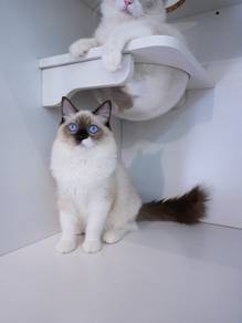 Ragdoll 布偶